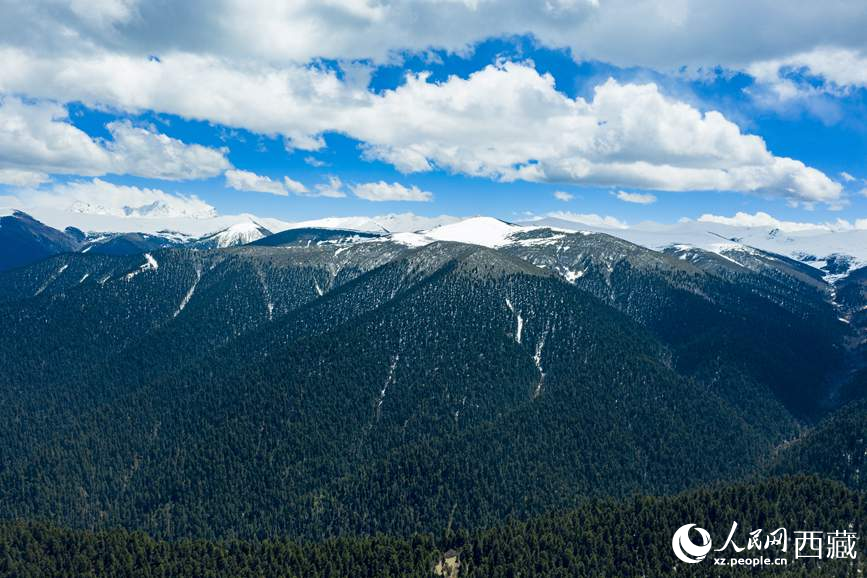 圖為在海拔4700多米的色季拉山，觀測(cè)從森林到草甸的多種植被類型。