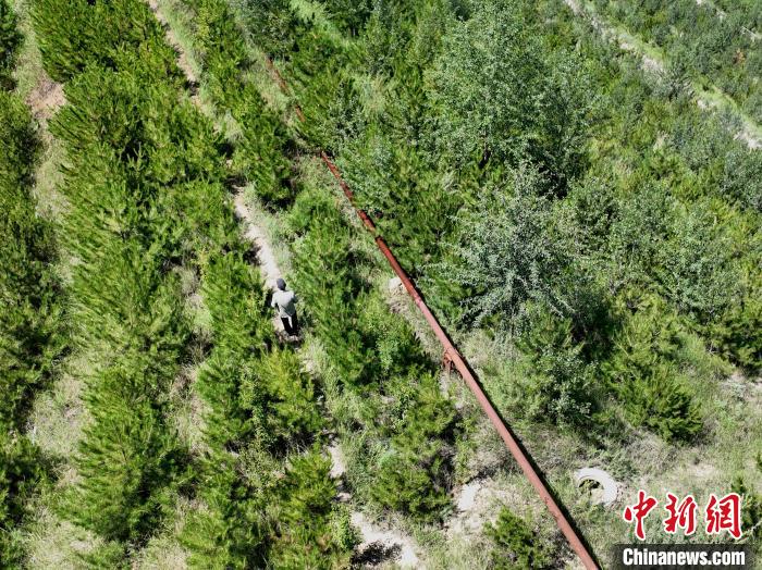 航拍建行青海省分行綠化區(qū)施工隊(duì)隊(duì)長(zhǎng)盧占祥正在巡護(hù)綠化區(qū)。　祁增蓓 攝