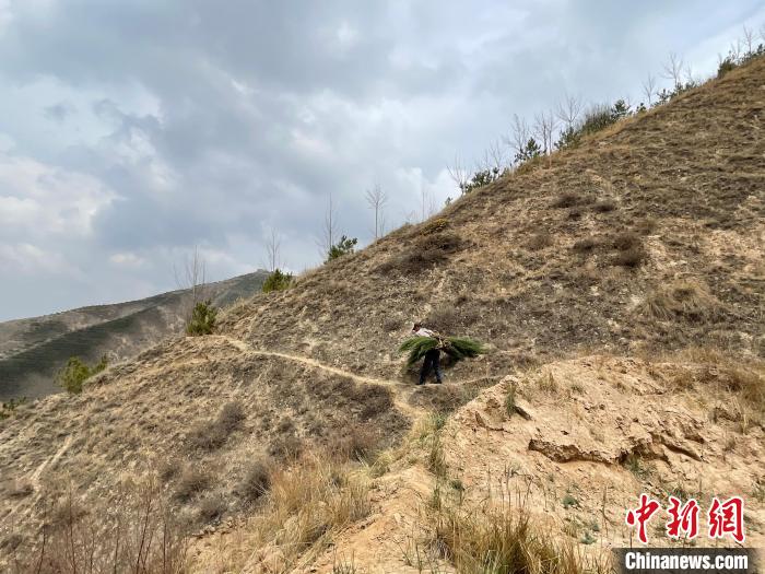 資料圖為建行青海省分行綠化區(qū)施工隊(duì)隊(duì)員人工運(yùn)樹(shù)苗。　建行青海省分行供圖