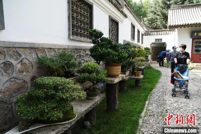 圖為市民在西寧園林植物園內(nèi)觀賞盆景。　馬銘言 攝