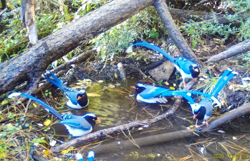 紅嘴藍(lán)鵲。涼山州委宣傳部供圖