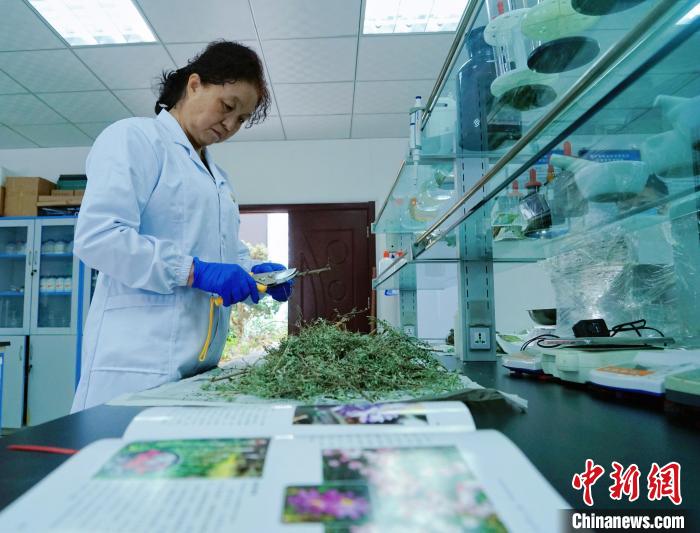 圖為張錦梅在實(shí)驗(yàn)室工作?！●R銘言 攝