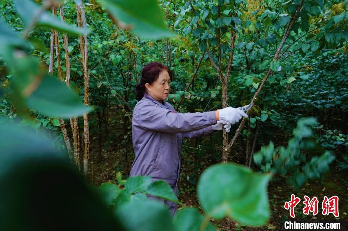 圖為張錦梅修剪丁香枝干?！●R銘言 攝