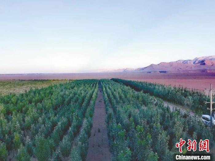 圖為格爾木境內(nèi)種植的綠樹(shù)?！「駹柲救诿襟w中心供圖