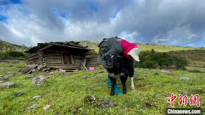 圖為9月27日牧民給小牦牛按摩。 <a target='_blank' href='/'><p  align=