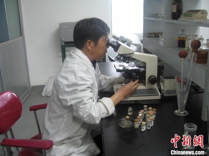 資料圖為研究團隊進行實驗室寄生蟲分類鑒定?！?青海省畜牧獸醫(yī)科學院供圖