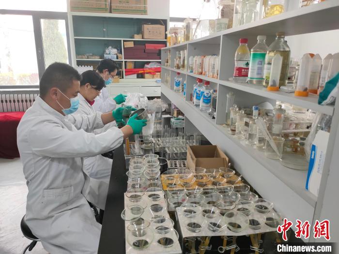 資料圖為研究團隊進行樣本檢查?！?青海省畜牧獸醫(yī)科學院供圖