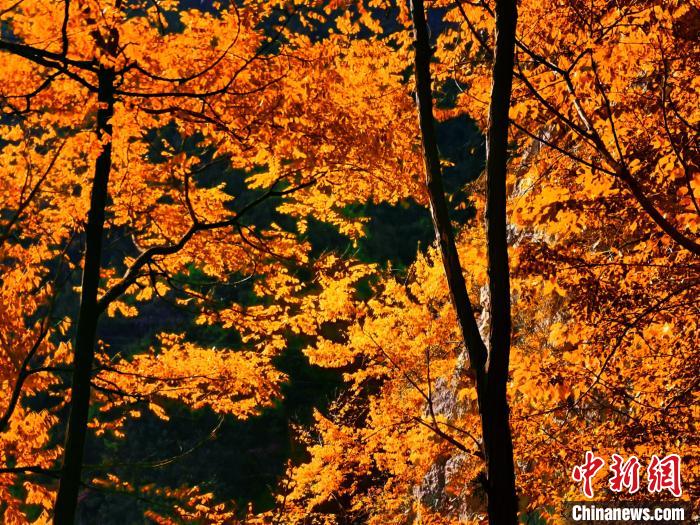 秋意濃?！≈炱桨?攝