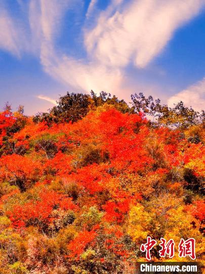 萬源深秋紅葉似火。　朱平安 　攝