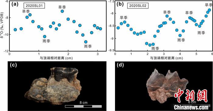 本次研究中的犀牛牙齒化石及氧同位素特征。　中科院青藏高原所 供圖