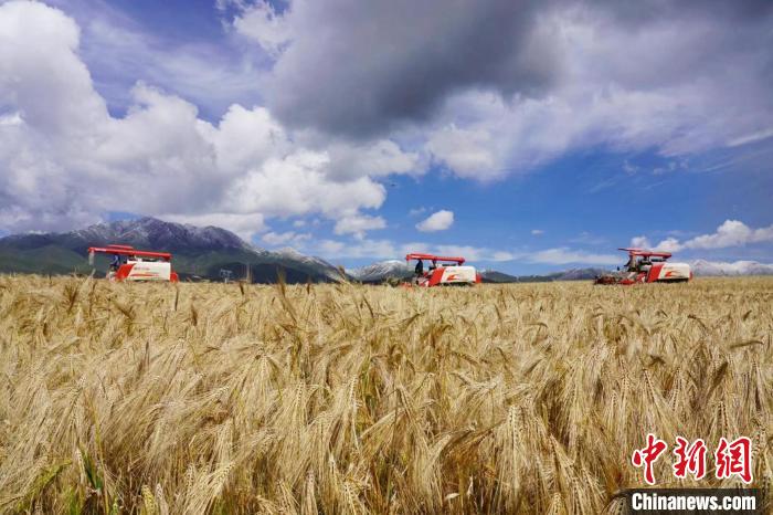 圖為青稞收獲?！±钣穹?攝