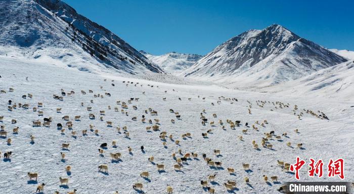 圖為羊群在雪地里覓食?！《继m縣融媒體中心供圖