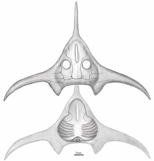 玉海翼角魚復(fù)原圖?！」ぢ?繪圖 攝