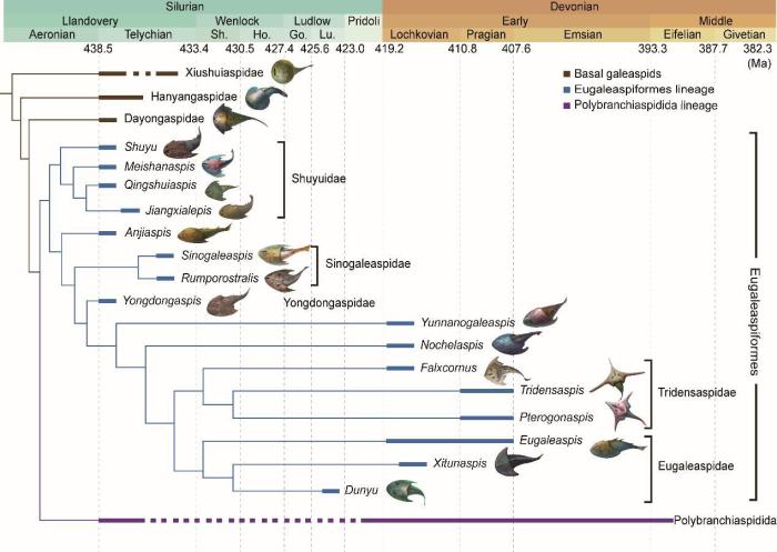 盔甲魚類的系統(tǒng)發(fā)育關(guān)系及地史分布。　中科院古脊椎所 供圖