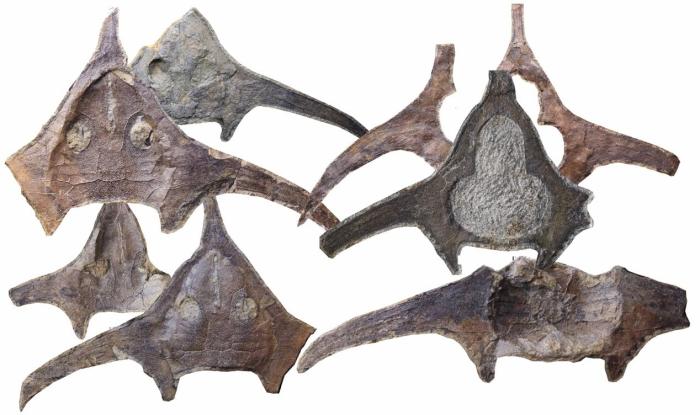 玉海翼角魚化石照片?！∩w志琨 攝