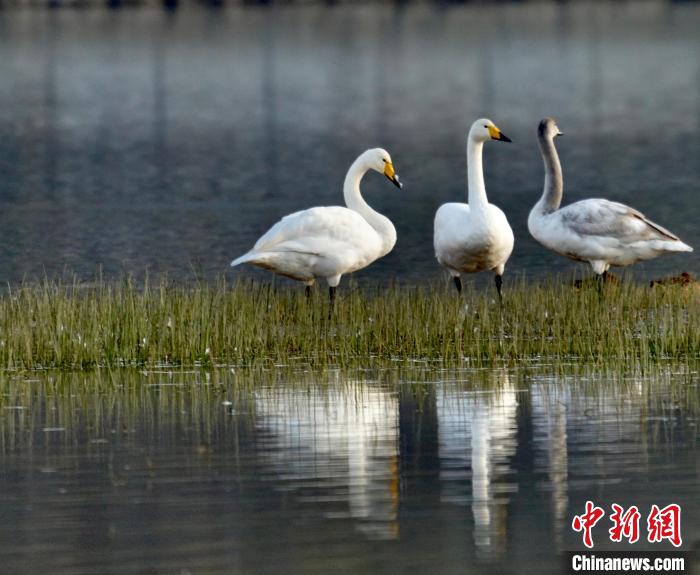 圖為三只大天鵝。　李玉峰 攝