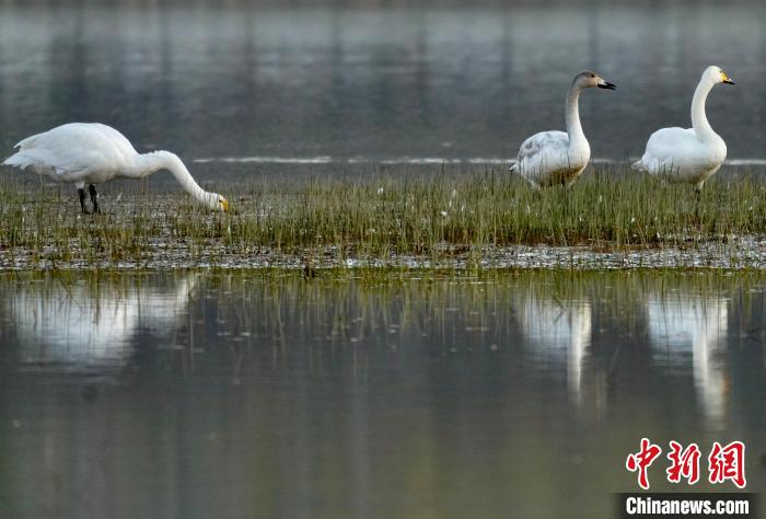 圖為三只大天鵝在黃河灘地嬉戲?！±钣穹?攝