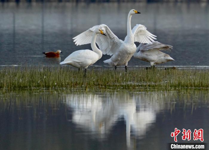 圖為三只大天鵝在黃河灘地嬉戲?！±钣穹?攝