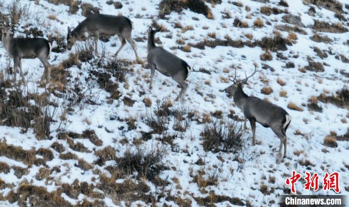 圖為巖羊和馬鹿集體覓食?！《继m縣融媒體中心 供圖