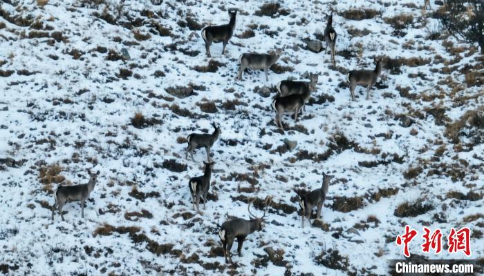圖為巖羊和馬鹿集體覓食。　都蘭縣融媒體中心 供圖