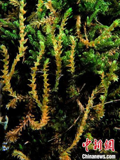 圖為九龍卷柏?！∏嗪Ｉ剿匀毁Y源調(diào)查規(guī)劃設(shè)計(jì)研究院供圖