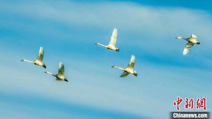 圖為天鵝在空中飛翔?！『螁⒔?攝