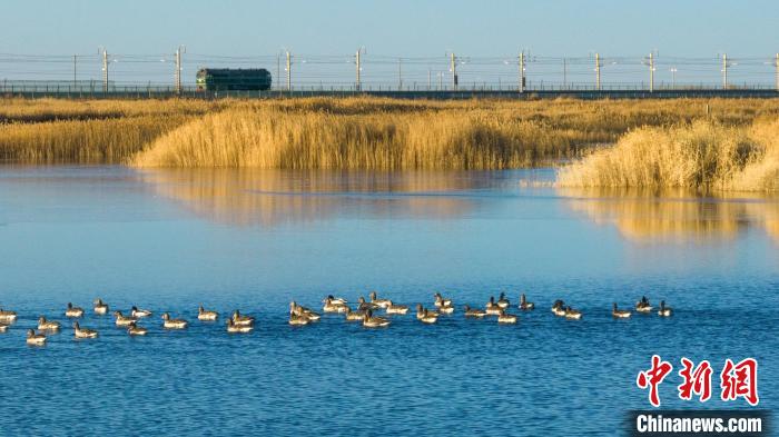 圖為多種野生鳥類在湖中游蕩?！『螁⒔?攝