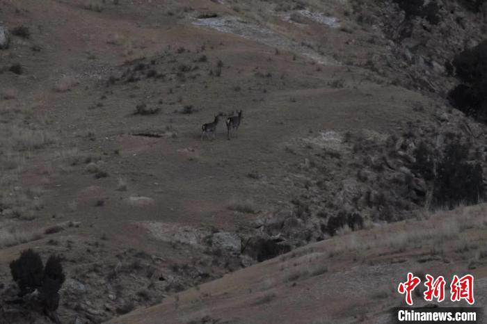 圖為兩只馬鹿在山坡上行走?！〔湃?攝