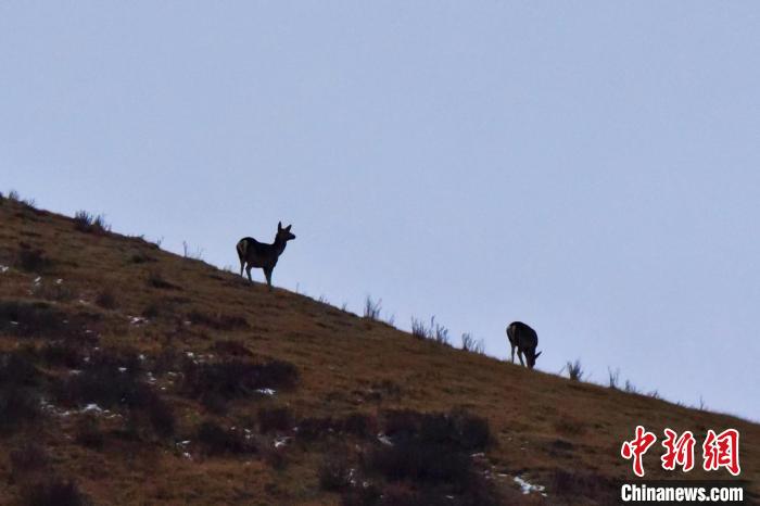 圖為馬鹿在山坡上覓食?！〔湃?攝