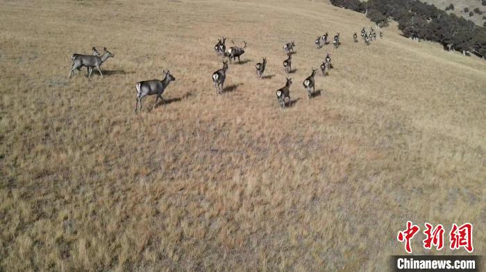 圖為馬鹿群在草地中漫步?！〔湃?攝