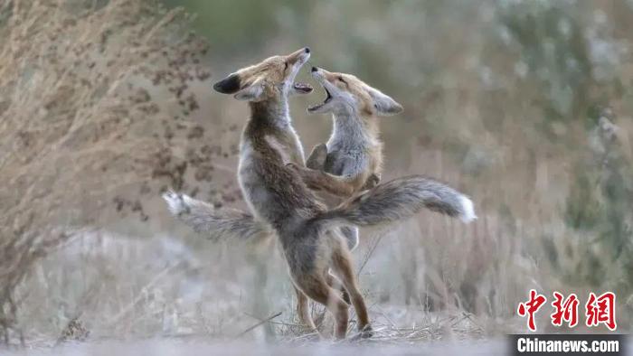 圖為同海元的作品《第一回合》。　青海省祁連山自然保護(hù)協(xié)會(huì)供圖