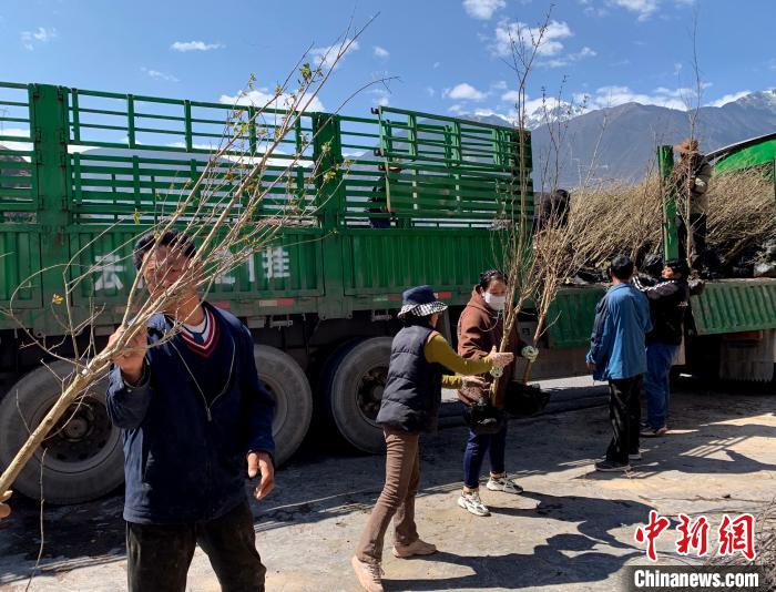 民眾搬運苗木?！〔际忻⒖悼h委宣傳部供圖