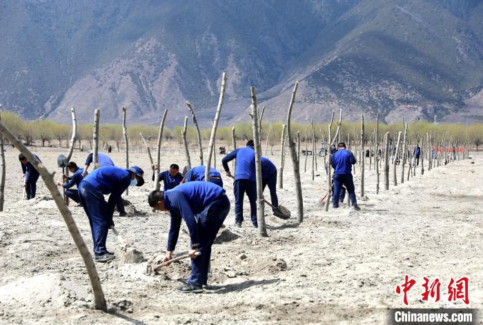 林芝市巴宜區(qū)森林消防中隊(duì)志愿服務(wù)隊(duì)熱火朝天的植樹現(xiàn)場(chǎng)。　西繞拉翁 攝
