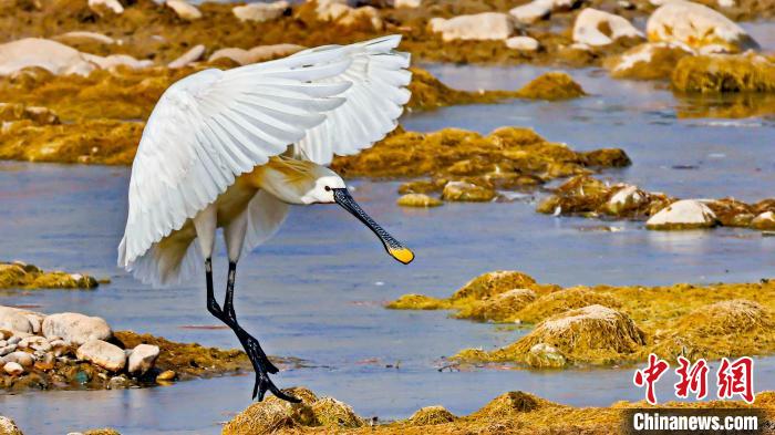 圖為白琵鷺?！?yán)桉 攝