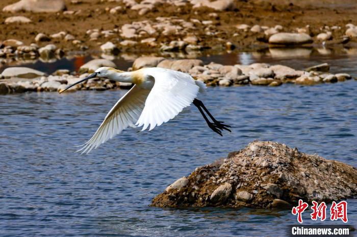 圖為準(zhǔn)備飛翔的白琵鷺?！?yán)桉 攝