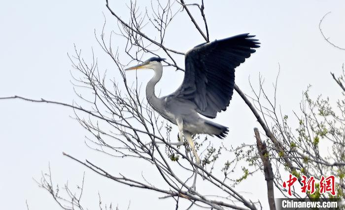 蒼鷺在覓食嬉戲。　安源 攝