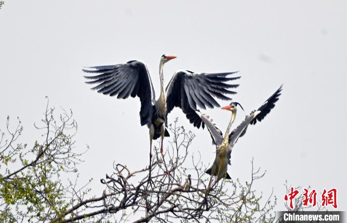 蒼鷺在覓食嬉戲?！“苍?攝