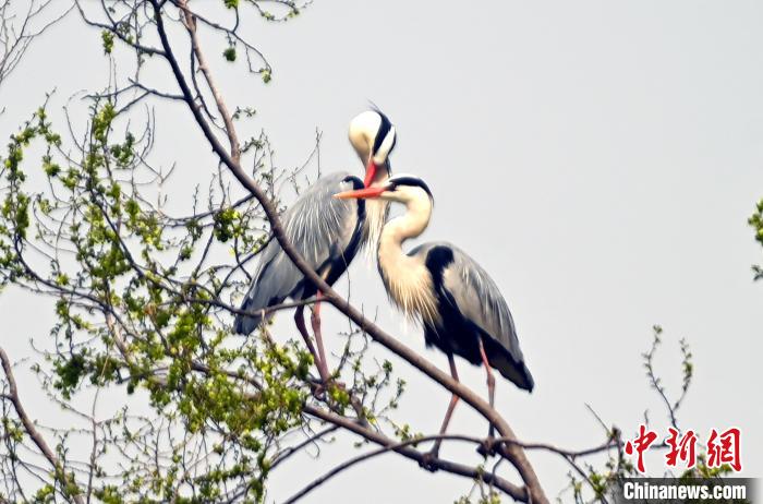 蒼鷺在覓食嬉戲?！“苍?攝