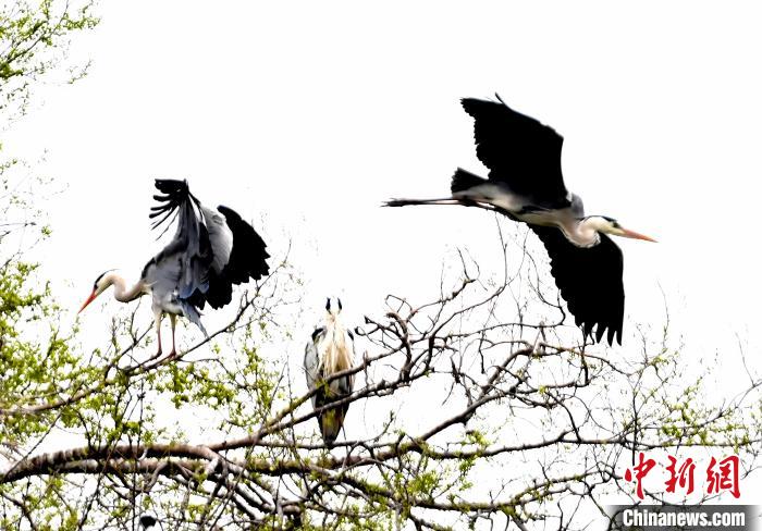 蒼鷺在覓食嬉戲。　安源 攝