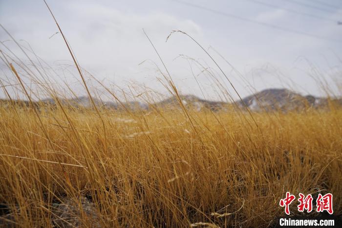 圖為青海省海西蒙古族藏族自治州天峻縣木里礦區(qū)草木茂盛?！●R銘言 攝