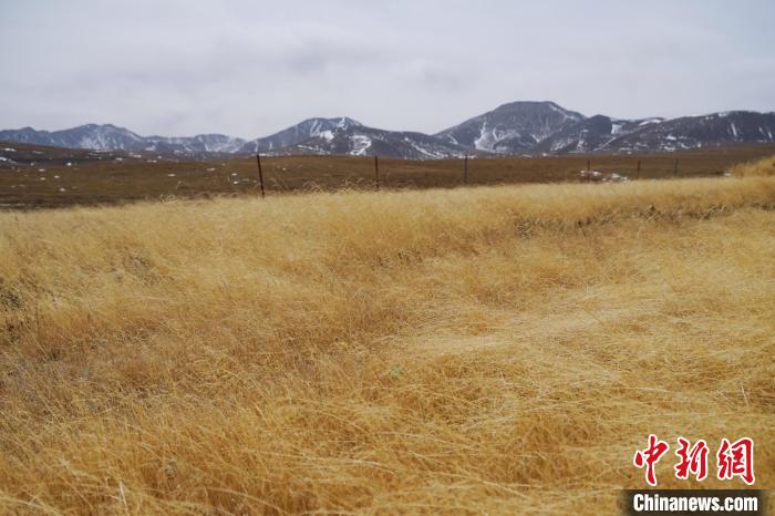 圖為青海省海西蒙古族藏族自治州天峻縣木里礦區(qū)草木茂盛?！●R銘言 攝
