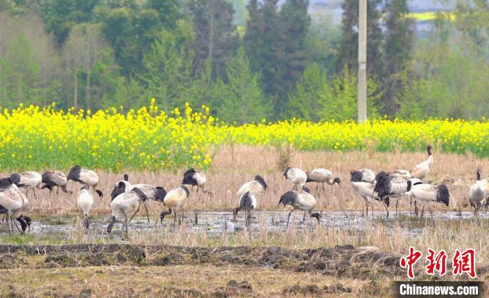 休息補給?！√烊h融媒體中心 供圖