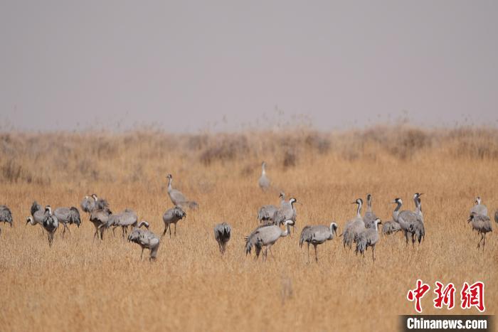 圖為草原上棲息的灰鶴?！∠葘m 攝