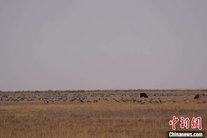 圖為草原上棲息的灰鶴?！∠葘m 攝