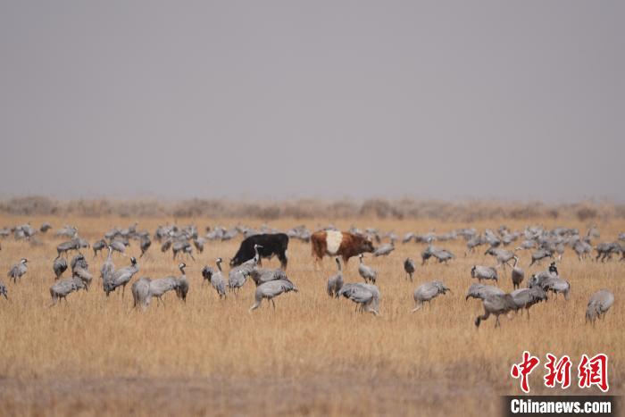 圖為草原上棲息的灰鶴?！∠葘m 攝