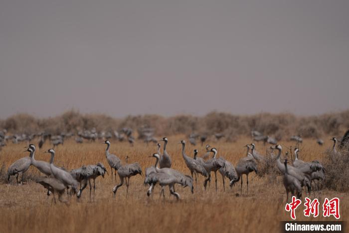 圖為灰鶴?！∠葘m 攝