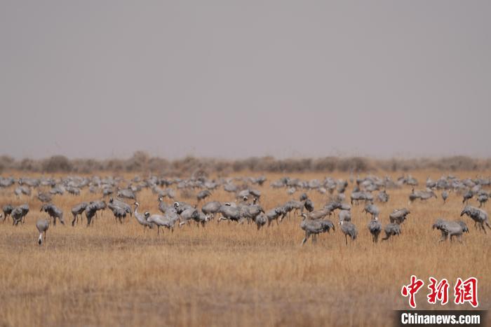 圖為密集分布的灰鶴?！∠葘m 攝