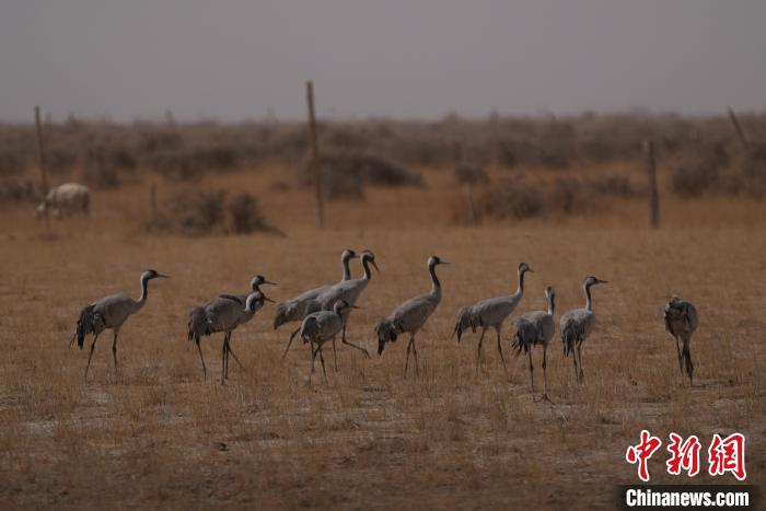 圖為灰鶴?！∠葘m 攝