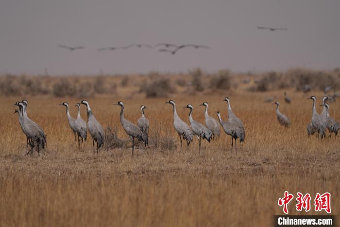 圖為灰鶴?！∠葘m 攝