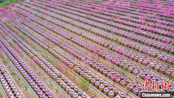 灼灼桃花惹人醉?！㈡?攝